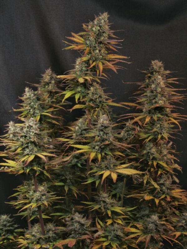 Critical Juice - Auto 3