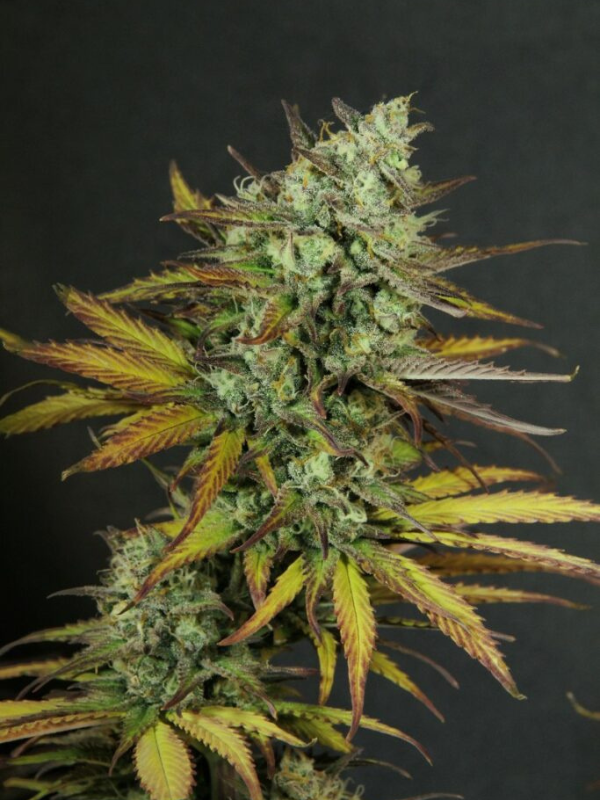 Critical Juice - Auto