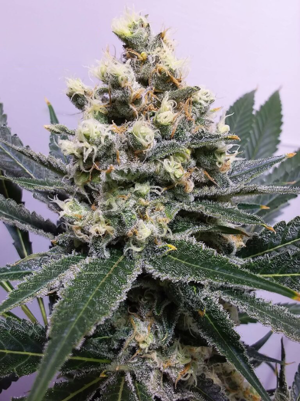 Critical Juice - Feminized