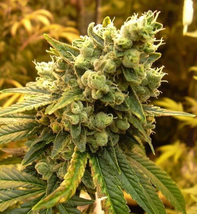 Diesel Citrus CBD - Feminized
