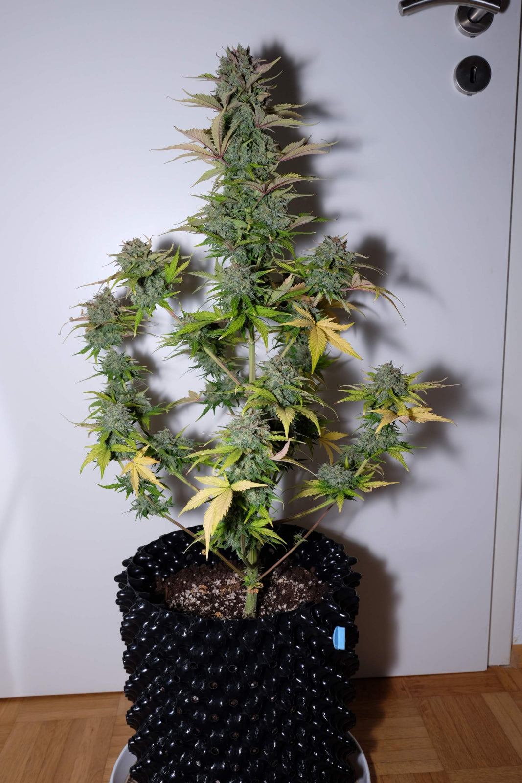 G14 - Auto