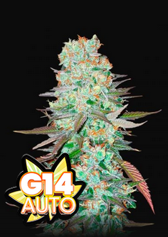 G14 - Auto