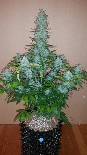 G14 - Auto