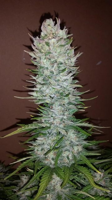 G14 - Auto
