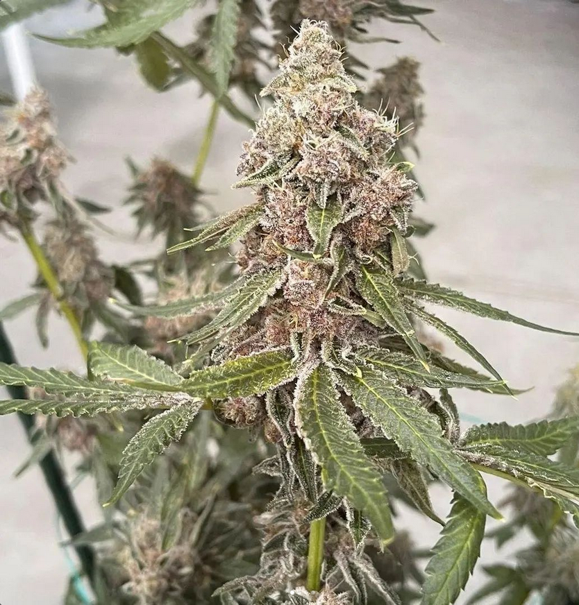 Garlic Fusion - Feminized 2