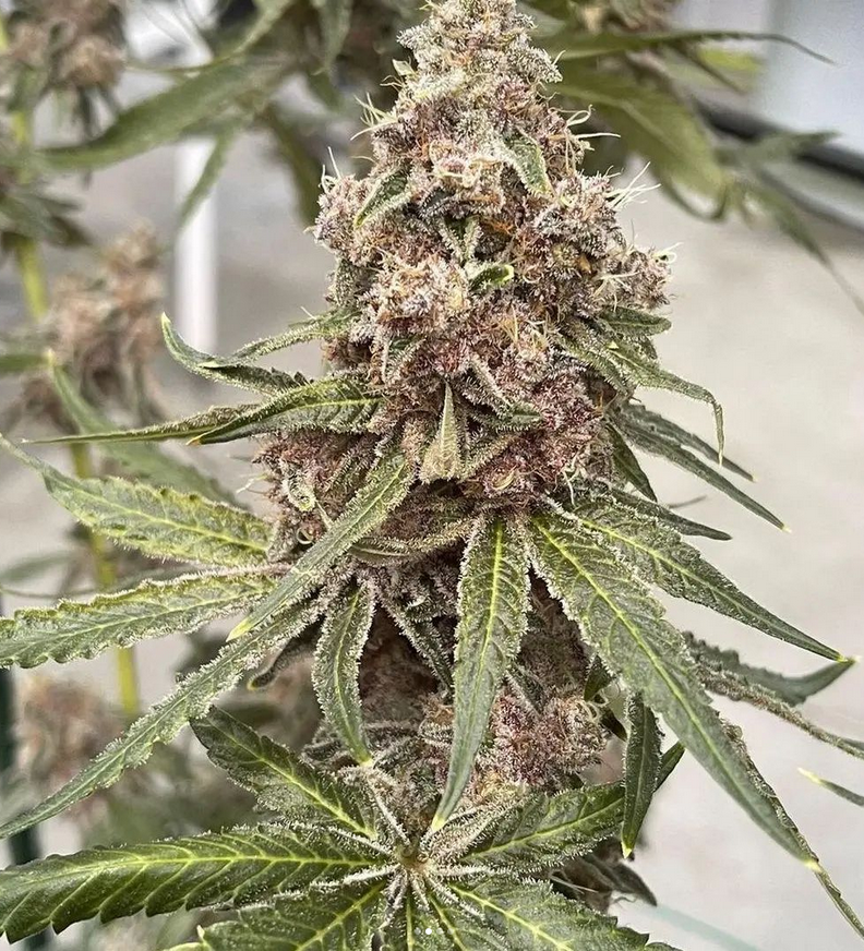 Garlic Fusion - Feminized 4