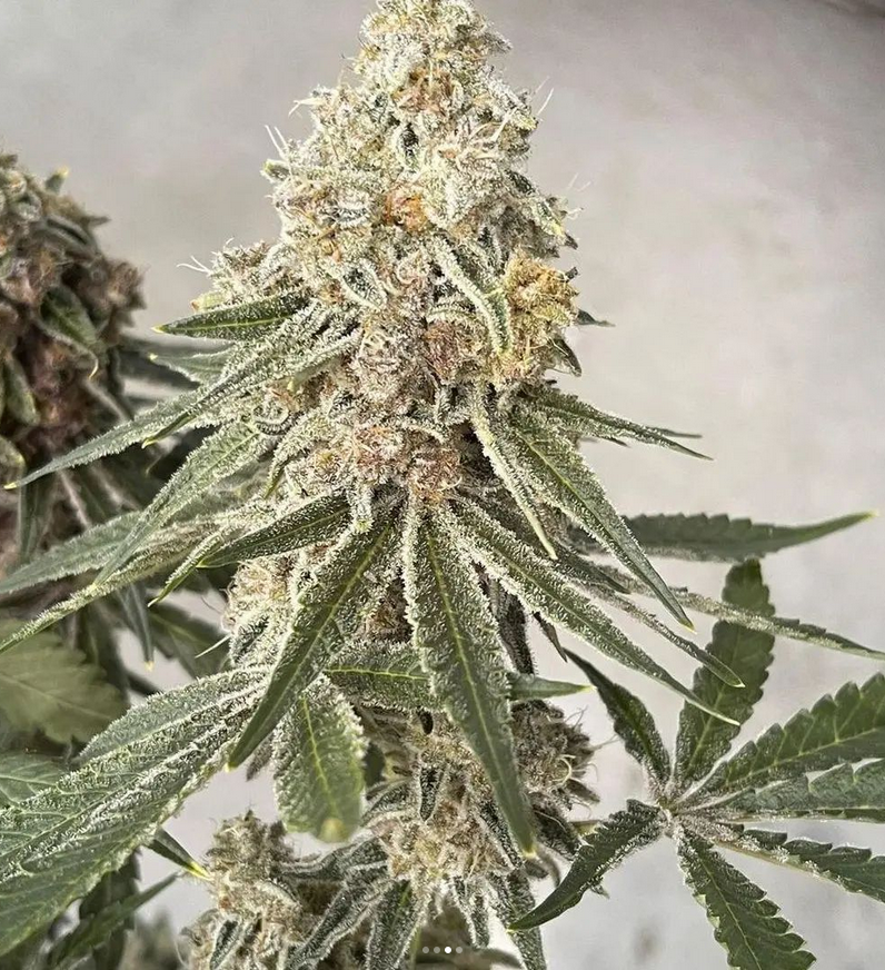 Garlic Fusion - Feminized 1