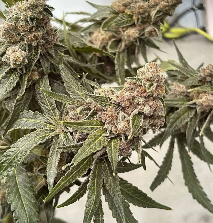 Garlic Fusion - Feminized 3