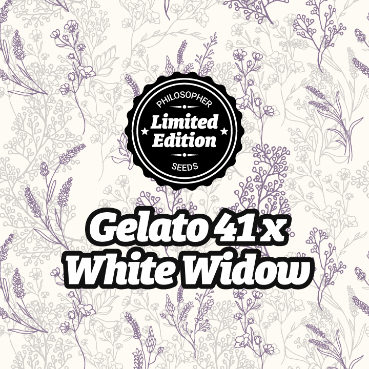 Gelato 41 x White Widow - Feminized