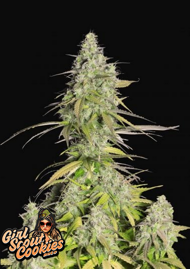 Girl Scout Cookies - Auto