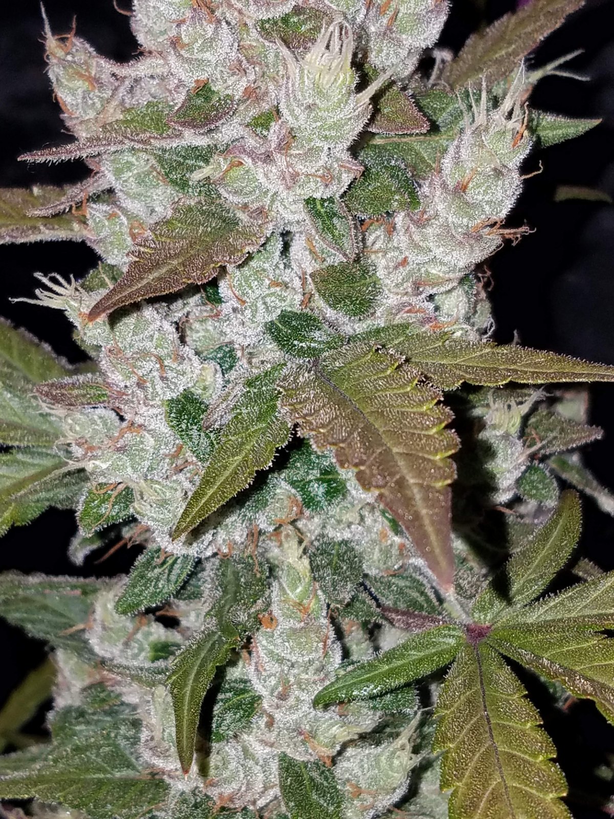 Girl Scout Cookies - Auto