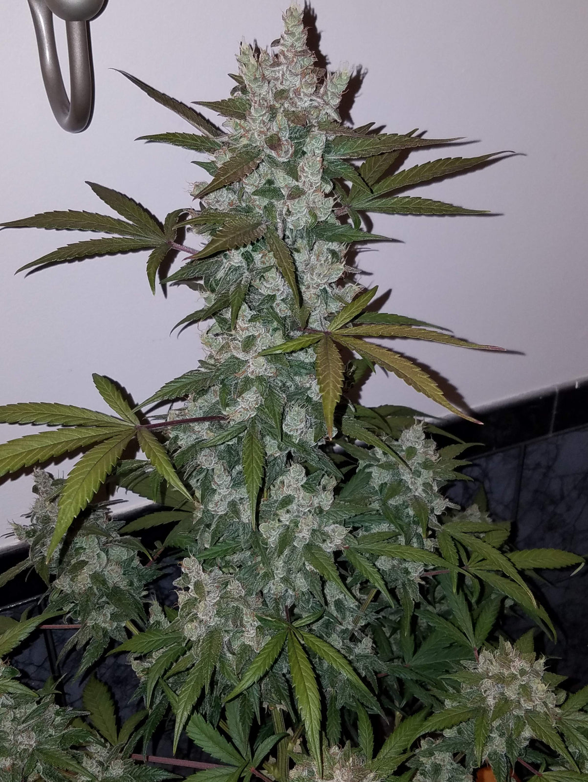 Girl Scout Cookies - Auto