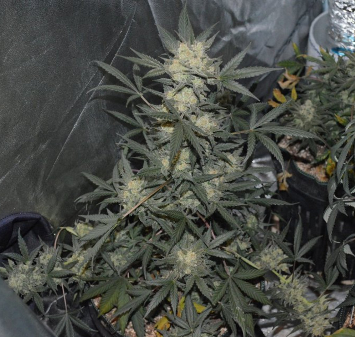 Girl Scout Cookies - Auto