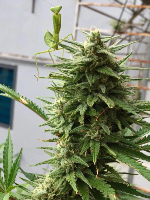 Girl Scout Cookies - Feminized