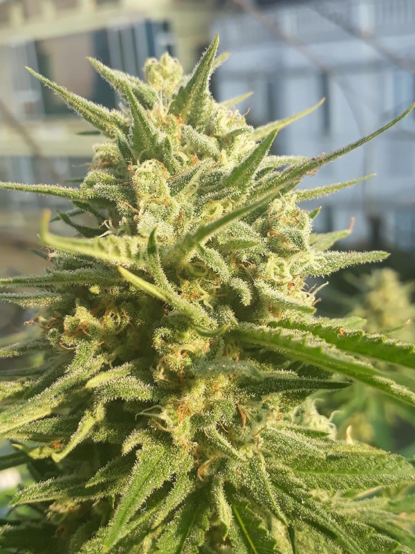 Girl Scout Cookies - Feminized