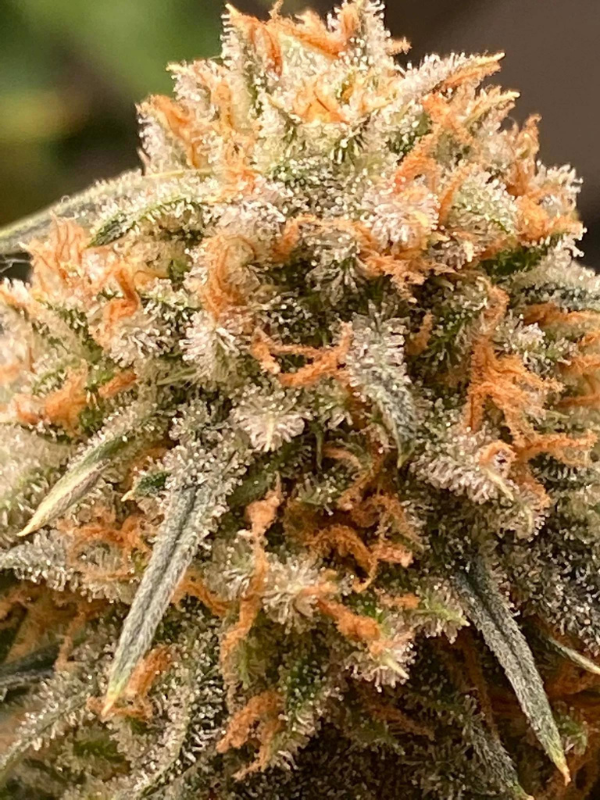 Girl Scout Cookies - Feminized