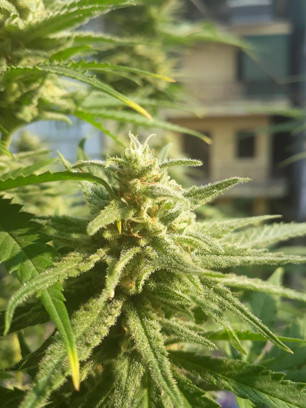 Girl Scout Cookies - Feminized