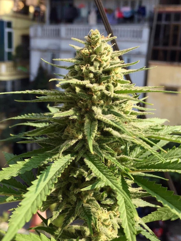 Girl Scout Cookies - Feminized