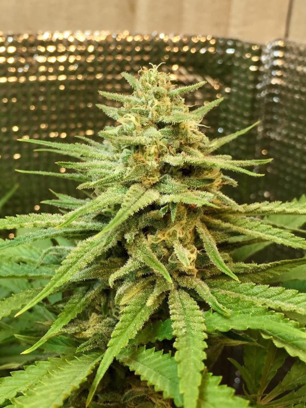 Girl Scout Cookies - Feminized