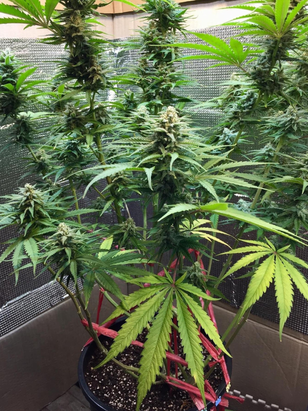 Girl Scout Cookies - Feminized