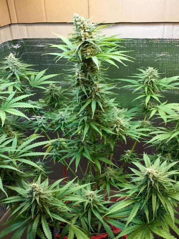 Girl Scout Cookies - Feminized