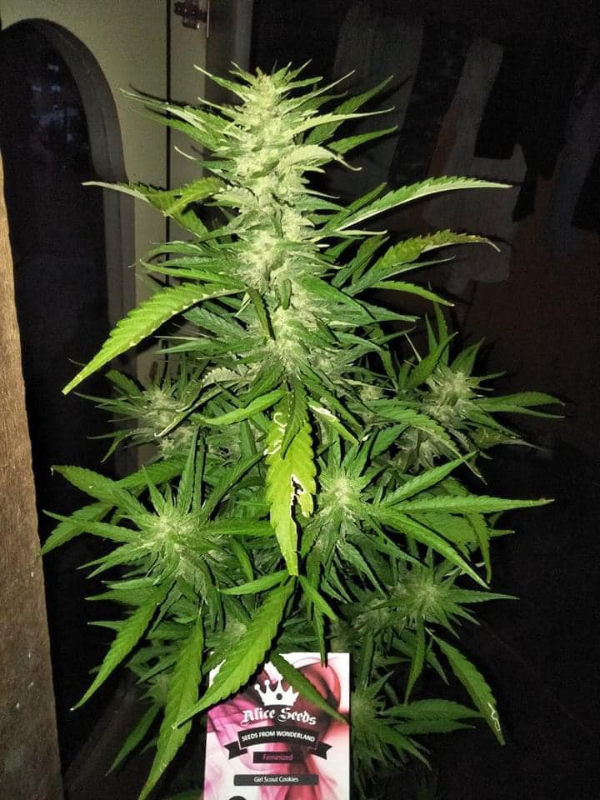 Girl Scout Cookies - Feminized