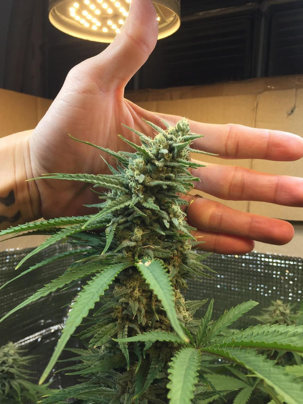 Girl Scout Cookies - Feminized