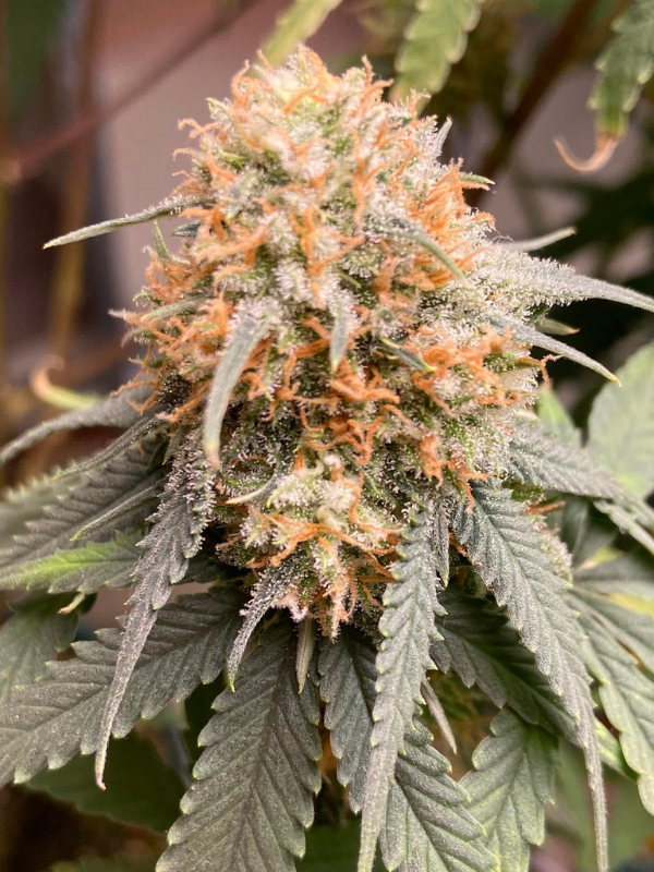 Girl Scout Cookies - Feminized