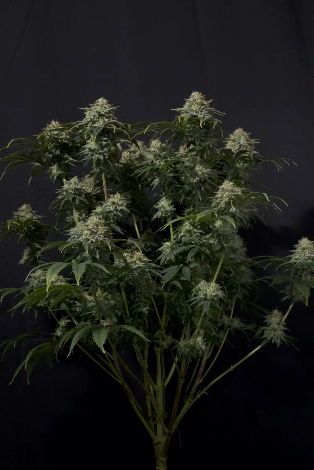 Gorilla Cookies Fast Flowering - Feminized