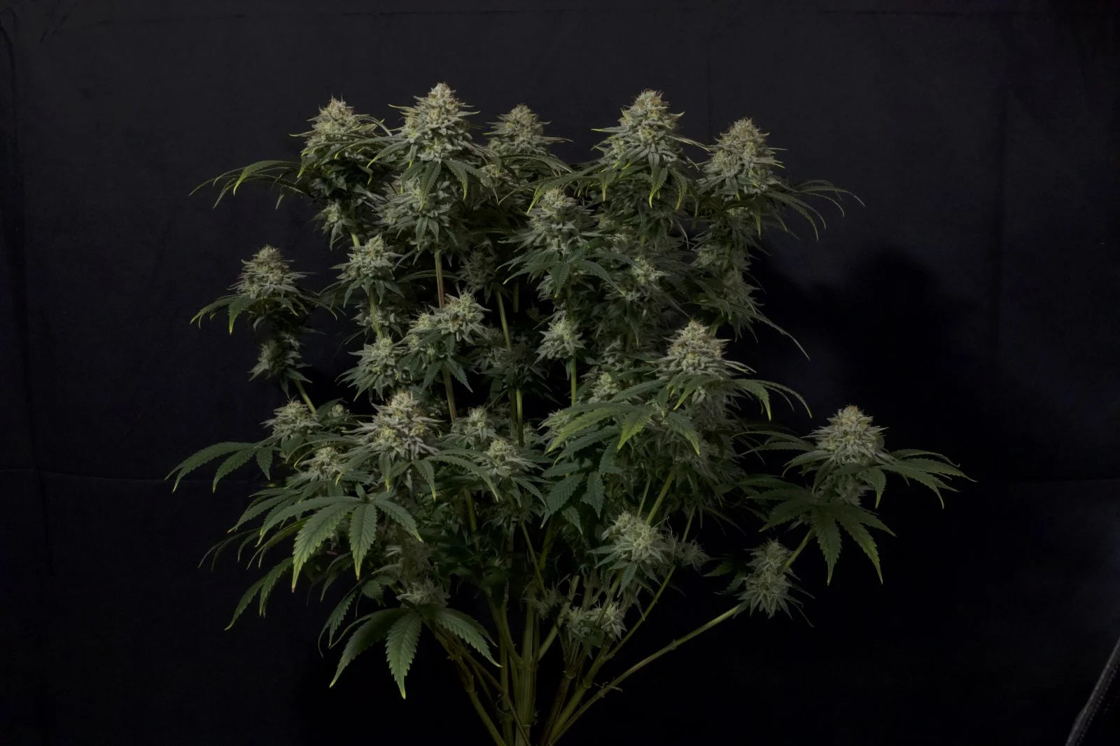 Gorilla Cookies Fast Flowering - Feminized