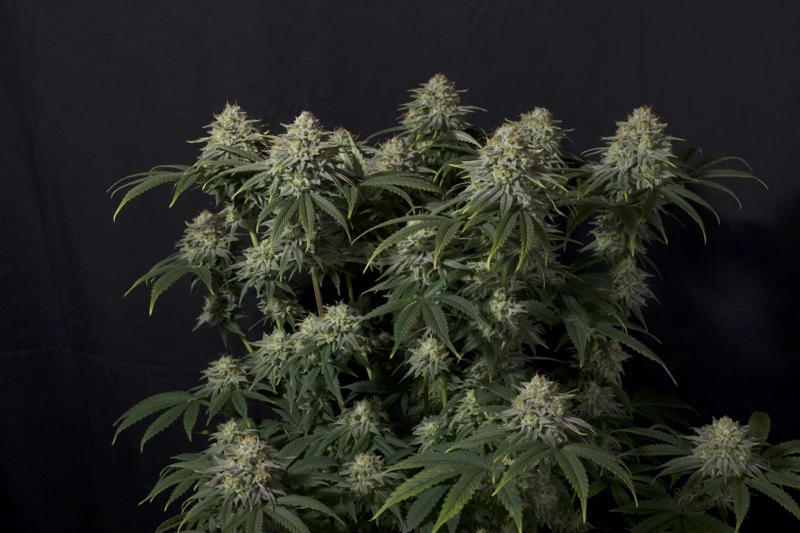 Gorilla Cookies Fast Flowering - Feminized
