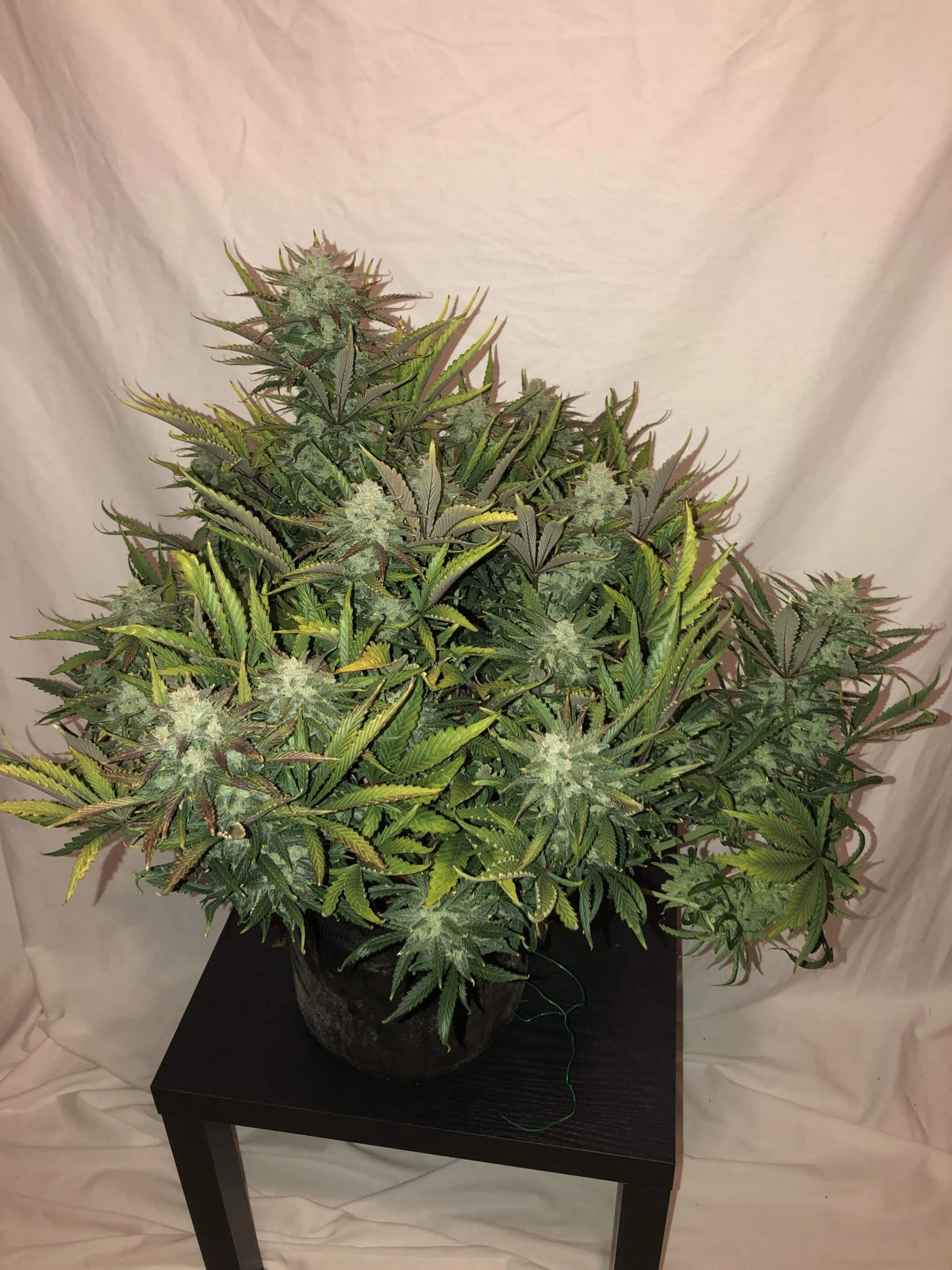 Gorilla - Auto