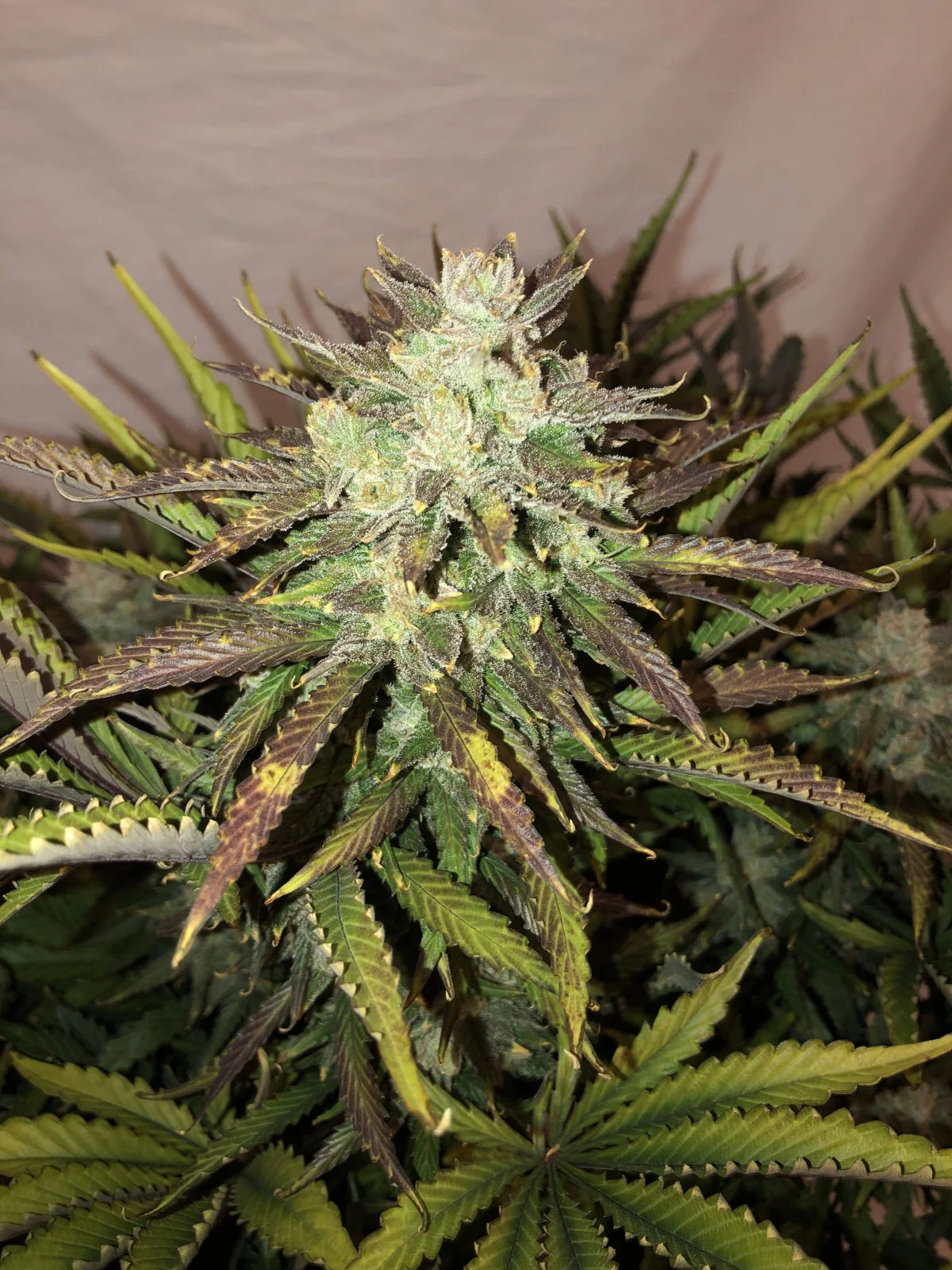 Gorilla - Auto