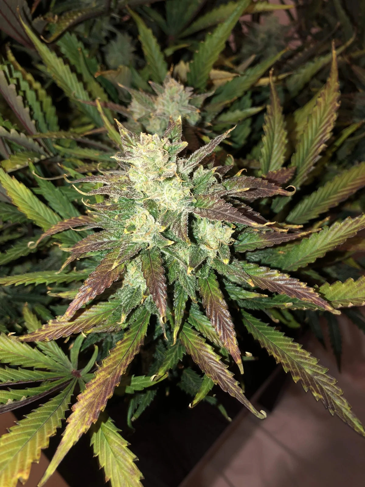 Gorilla - Auto