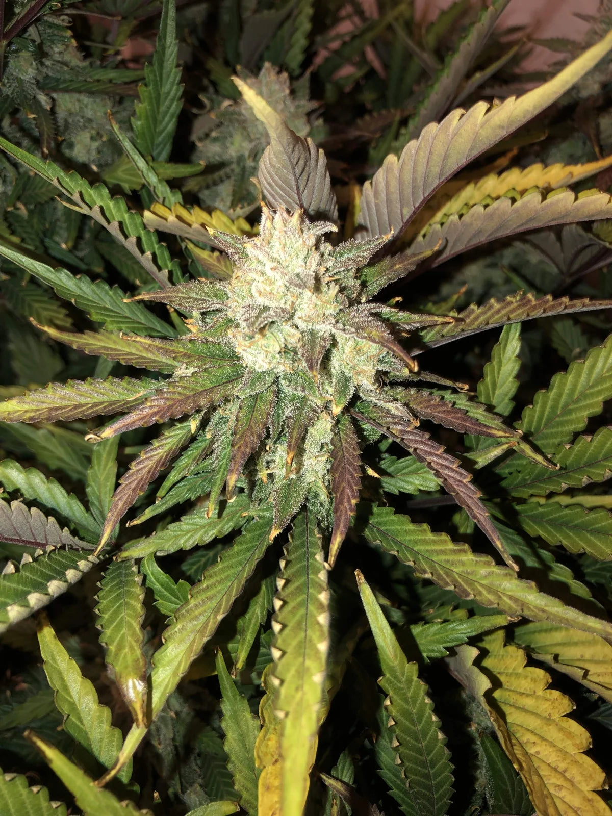Gorilla - Auto