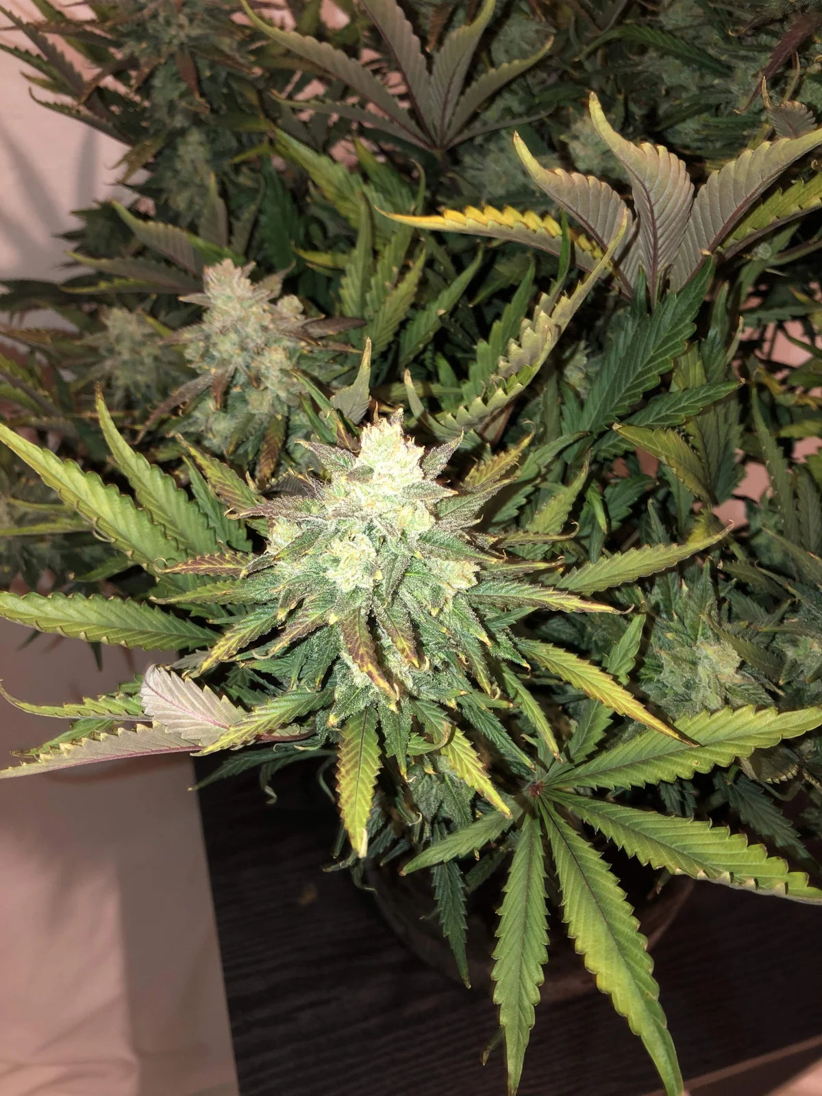Gorilla - Auto