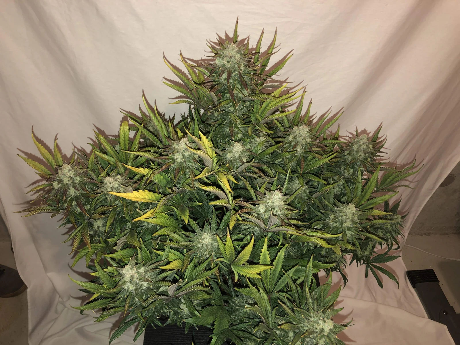 Gorilla - Auto