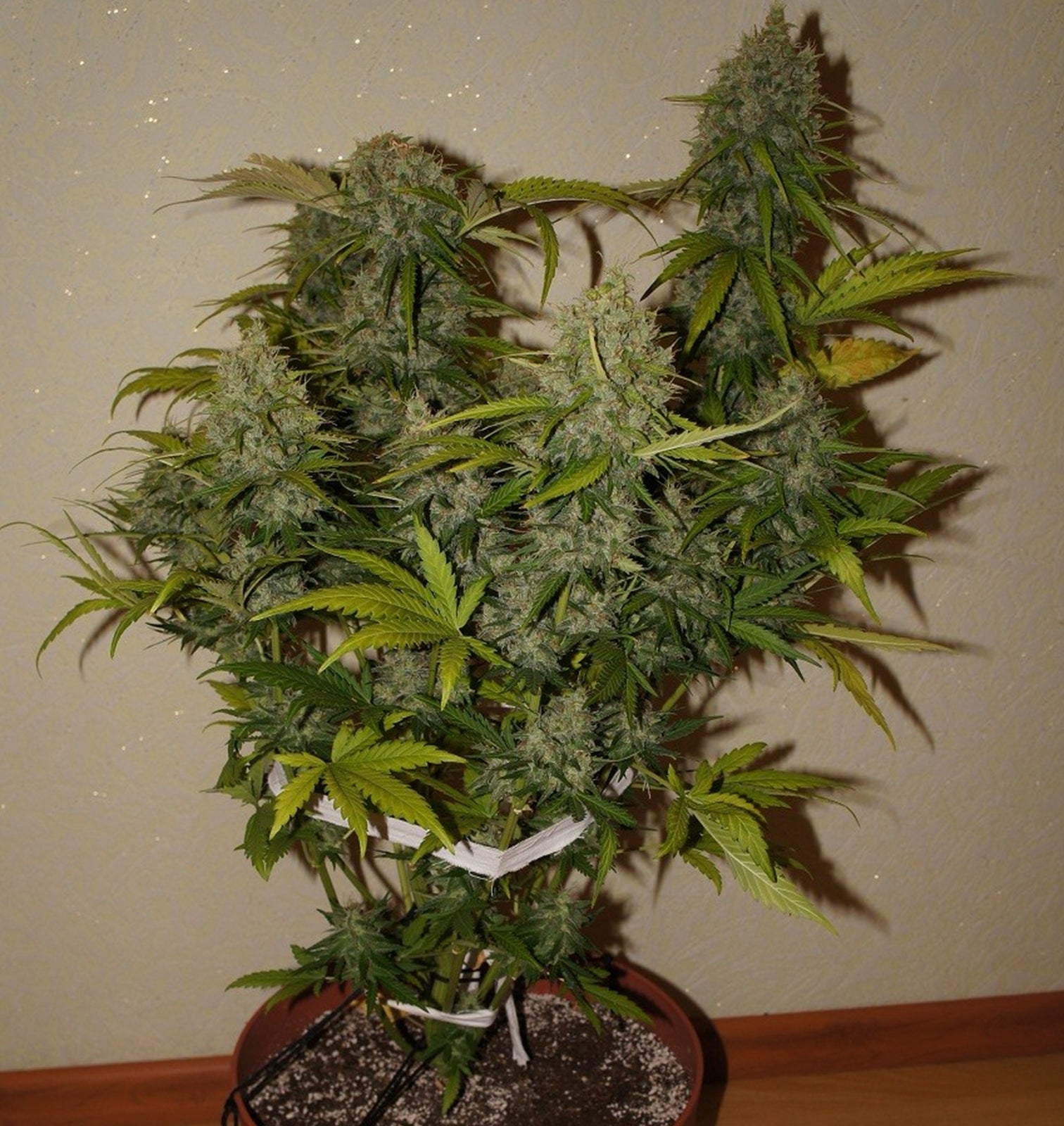 Grapefruit - Auto
