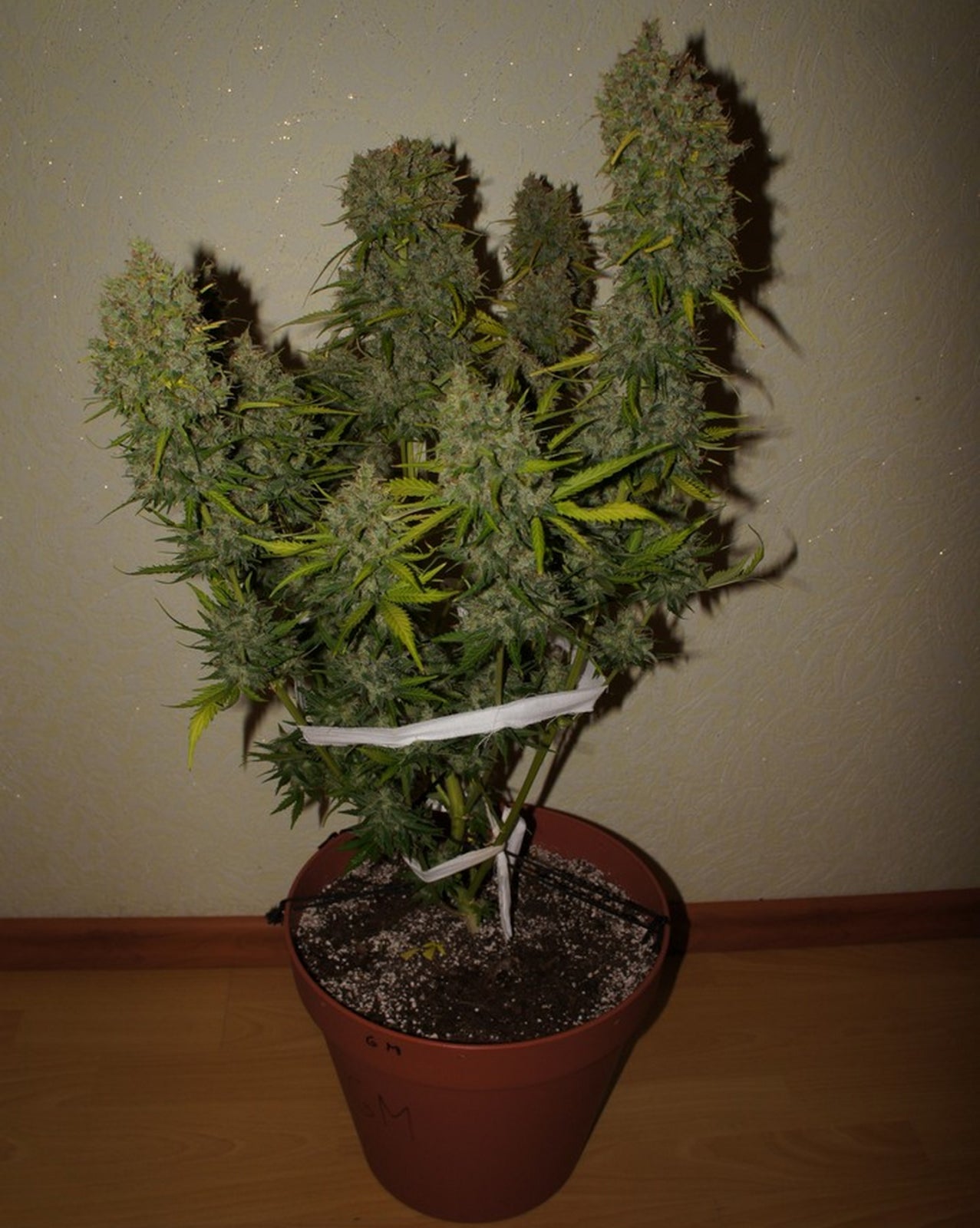 Grapefruit - Auto