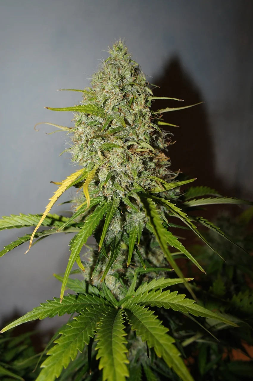 Grapefruit - Auto