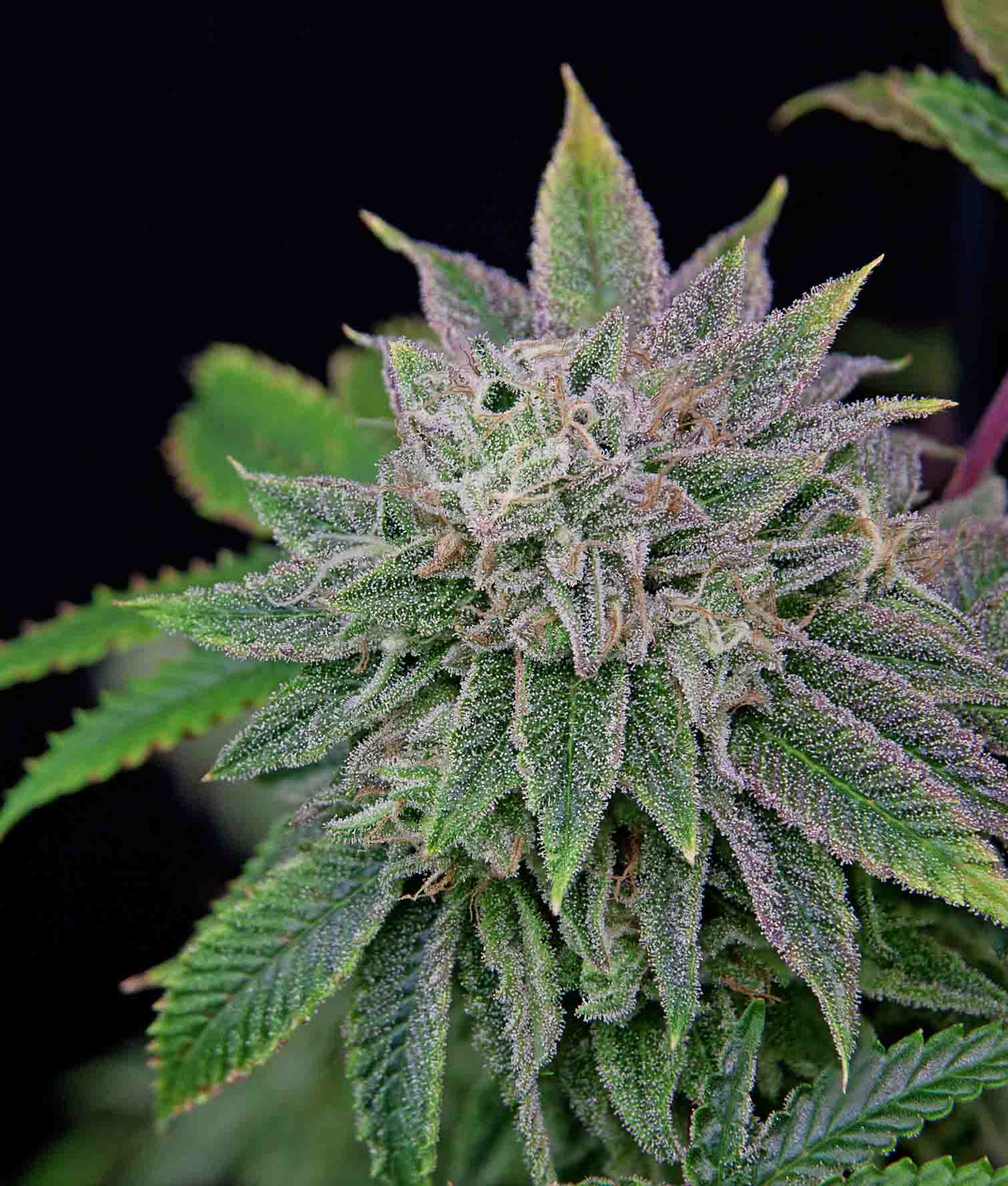 Runt-Zu – Feminized