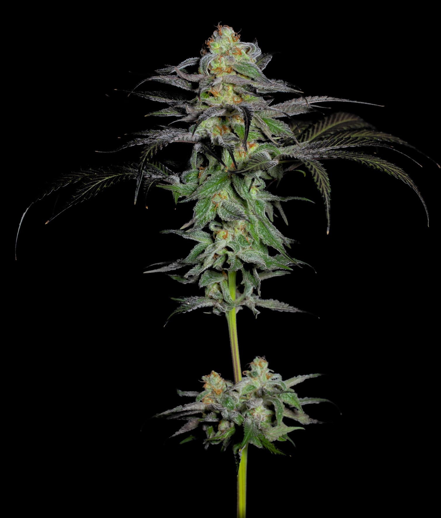 Calypso Fruit – Feminized