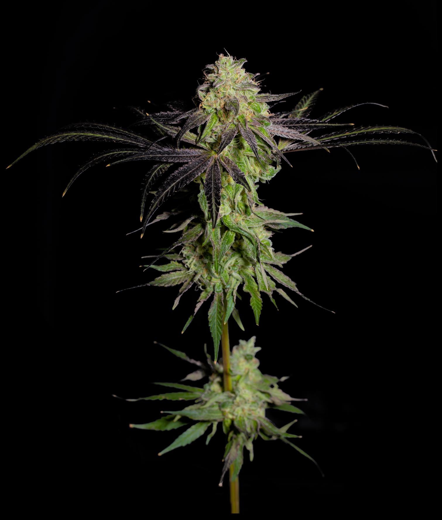 THA Gelee – Feminized