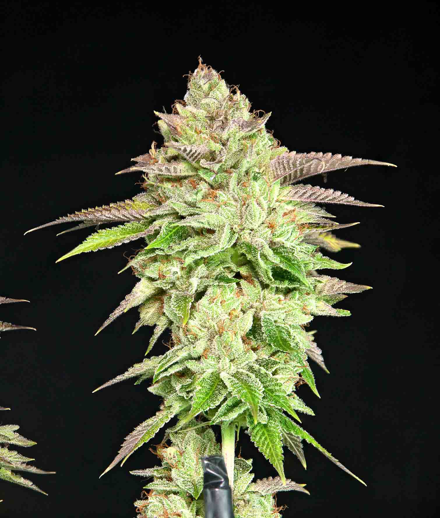 Melon Madness – Feminized