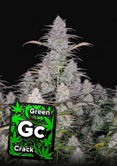 Green Crack - Auto