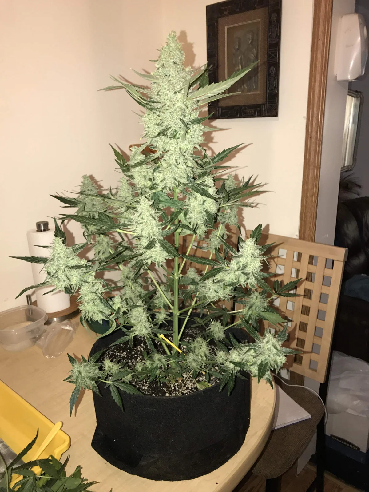 Green Crack - Auto