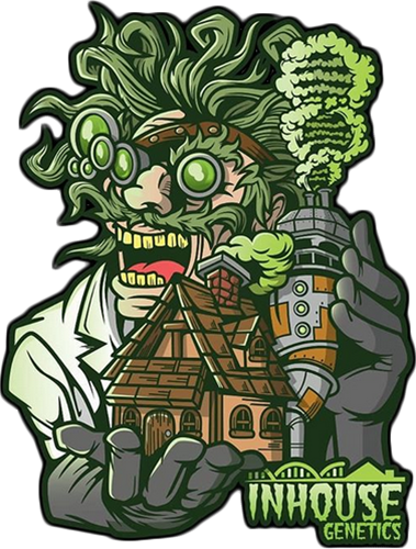 Glazed Pastries - Feminized