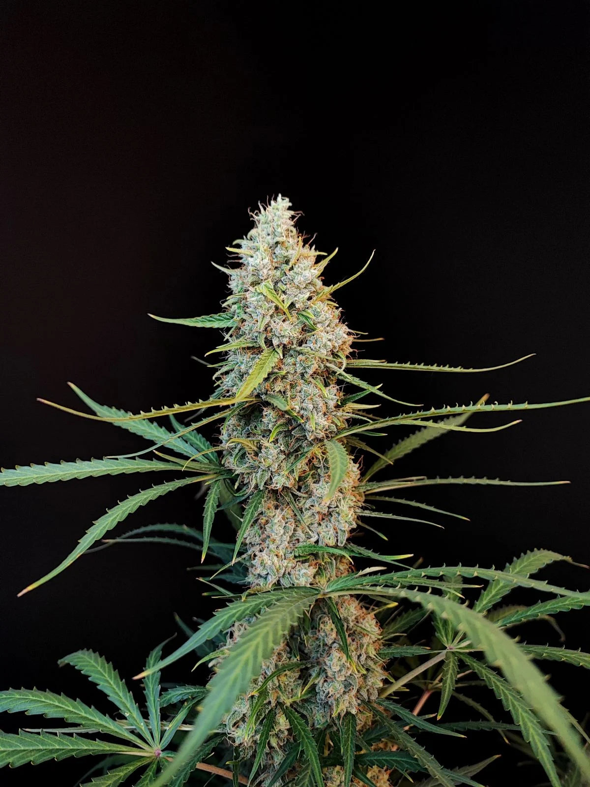 Jack Herer - Auto