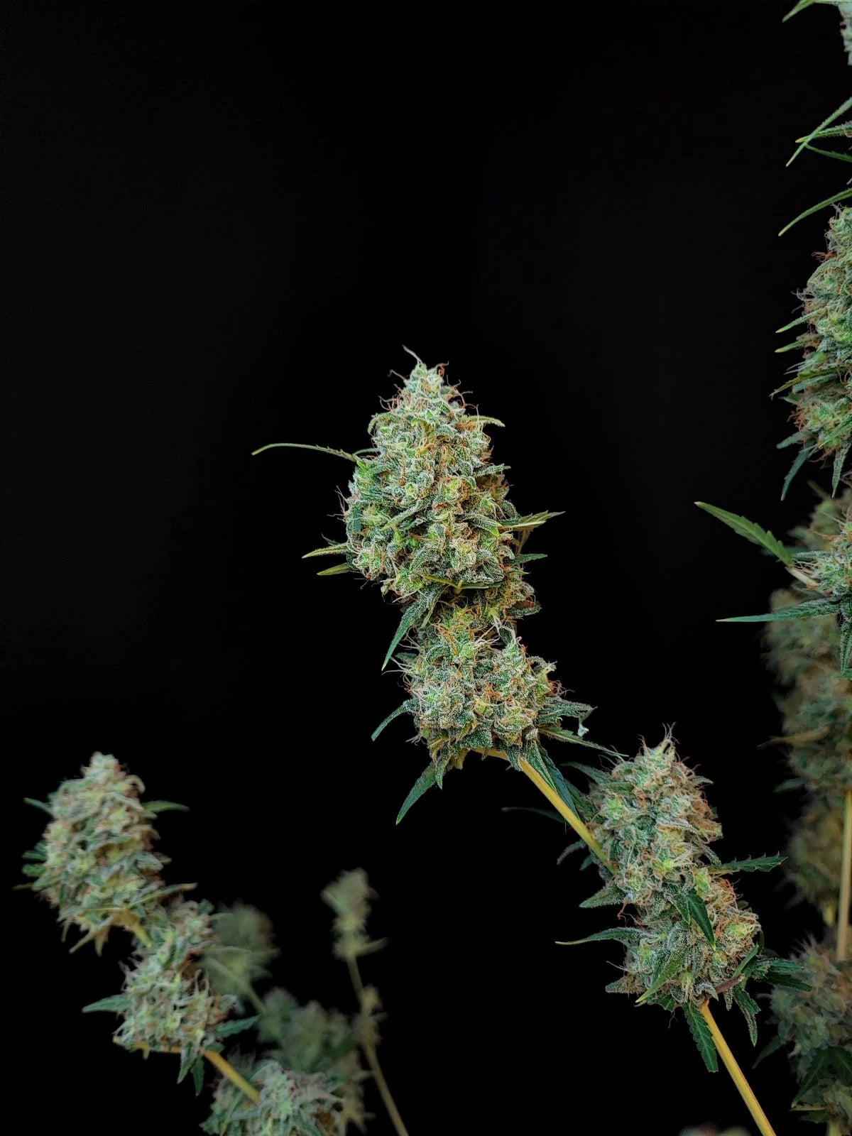 Jack Herer - Auto