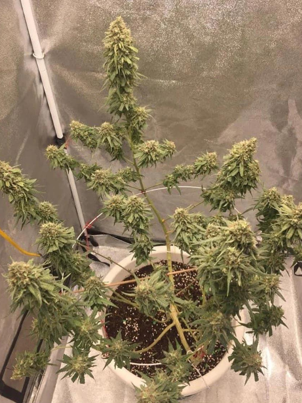 Jack Herer - Feminized